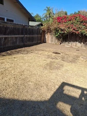 Empty residential backyard with wooden fence and flowering shrubs after junk removal